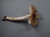 Hygrophorus subaromaticus image