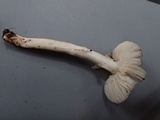 Hygrophorus subaromaticus image