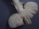 Hygrophorus subaromaticus image