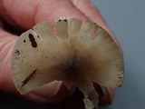 Hygrophorus subaromaticus image