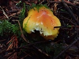 Hygrocybe acutoconica image
