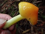 Hygrocybe acutoconica image
