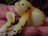 Hygrocybe acutoconica image