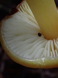 Hygrocybe acutoconica image