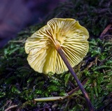 Xeromphalina cauticinalis image