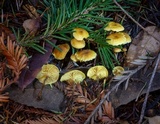 Xeromphalina cauticinalis image