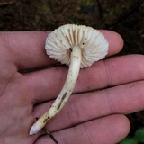 Tricholoma inamoenum image