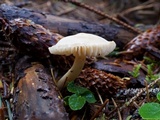 Tricholoma inamoenum image
