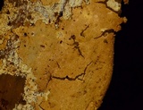 Hyphoderma probatum image