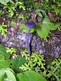 Laccaria amethystina image