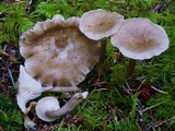 Ampulloclitocybe clavipes image