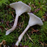 Ampulloclitocybe clavipes image