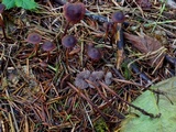 Gymnopus villosipes image