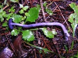 Laccaria amethystina image