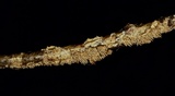 Hydnocristella himantia image