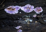 Punctularia atropurpurascens image