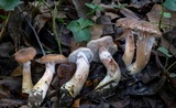 Armillaria sinapina image