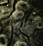 Peniophora quercina image