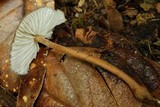Xerula hispida image