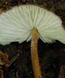 Xerula hispida image