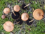 Hypholoma ericaeoides image