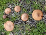 Hypholoma ericaeoides image