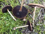 Hypholoma ericaeoides image