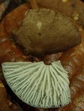 Xerula hispida image