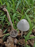 Panaeolus antillarum image