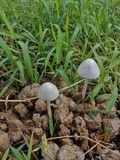 Panaeolus antillarum image