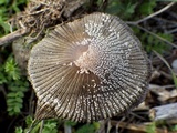 Coprinellus radians image