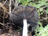 Coprinellus radians image