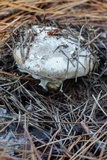 Catathelasma ventricosum image