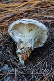 Catathelasma ventricosum image