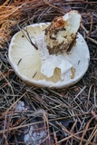 Catathelasma ventricosum image
