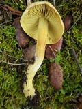 Tricholoma sulphureum image