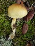 Tricholoma sulphureum image
