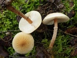 Cystoderma amianthinum image