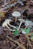 Cuphophyllus virgineus image