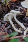 Cuphophyllus virgineus image