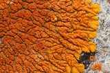 Caloplaca trachyphylla image