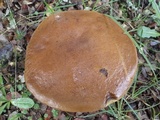 Leccinellum lepidum image