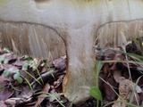 Leccinellum lepidum image