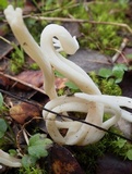 Clavulina rugosa image