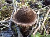 Inocybe bongardii image