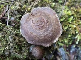 Inocybe bongardii image