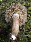 Inocybe bongardii image