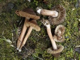 Inocybe bongardii image