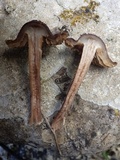 Inocybe bongardii image