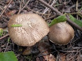 Inocybe bongardii image